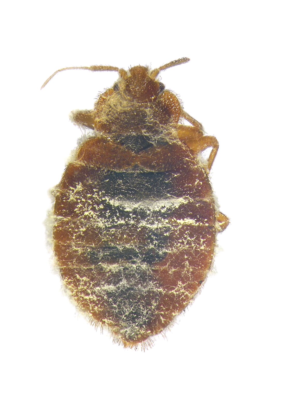 Dead Bed Bugs: A Guide With Photos - What To Do if You See One