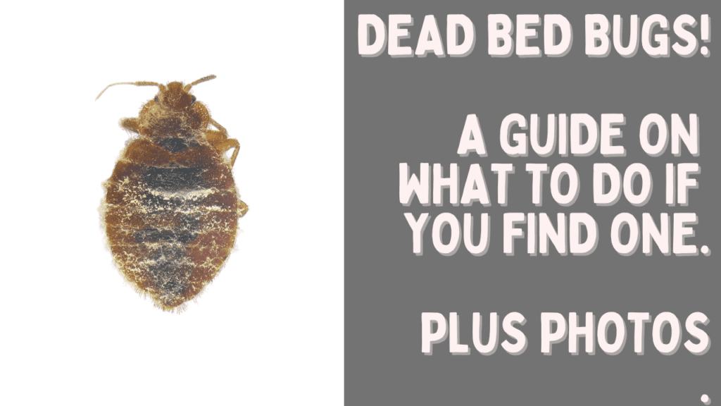 Dead Bed Bugs A Guide With Photos What To Do if You See One