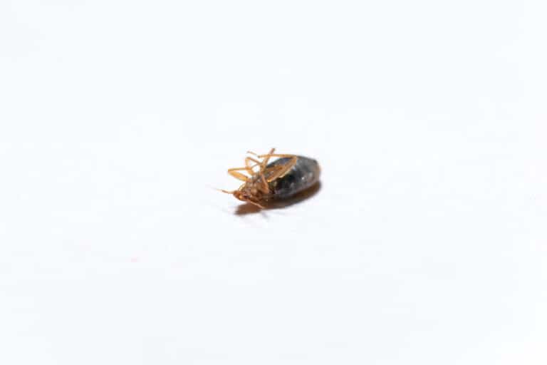 Dead Bed Bugs A Guide With Photos What To Do if You See One