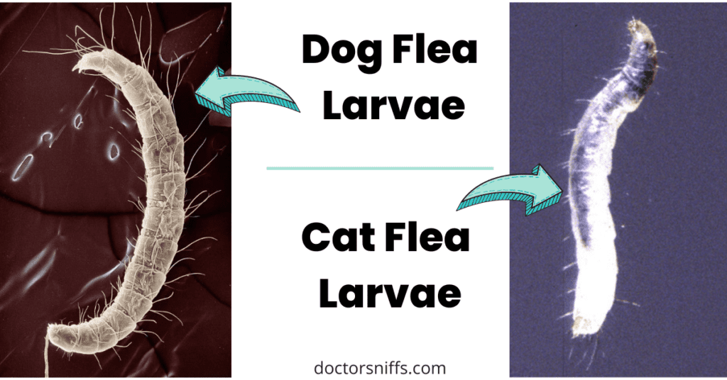 dog flea larvae vs cat flea larvae