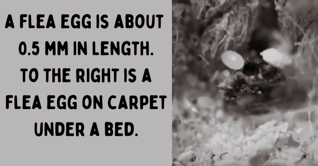 flea egg on carpet under bed