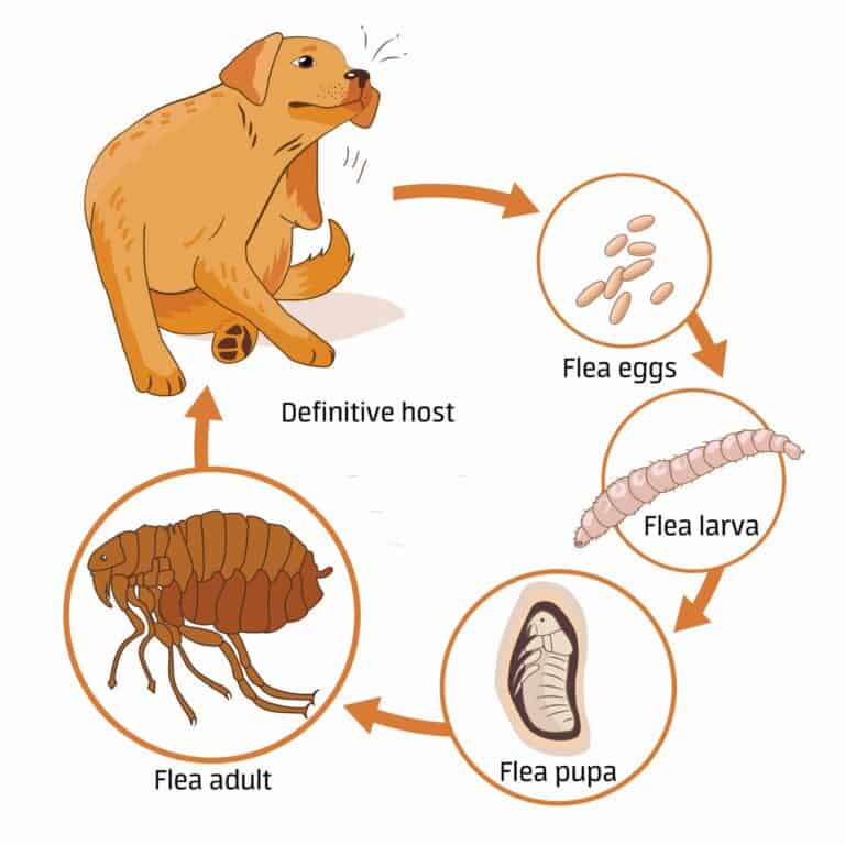 The Best Vacuum for Fleas Is a Vacuum Cleaner Useful for Fleas?