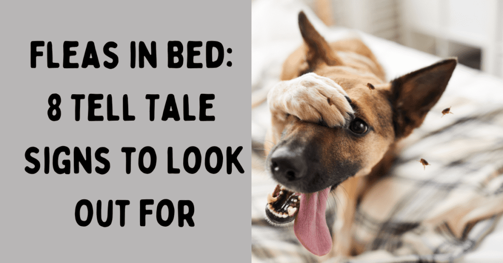 fleas in bed: signs to look for