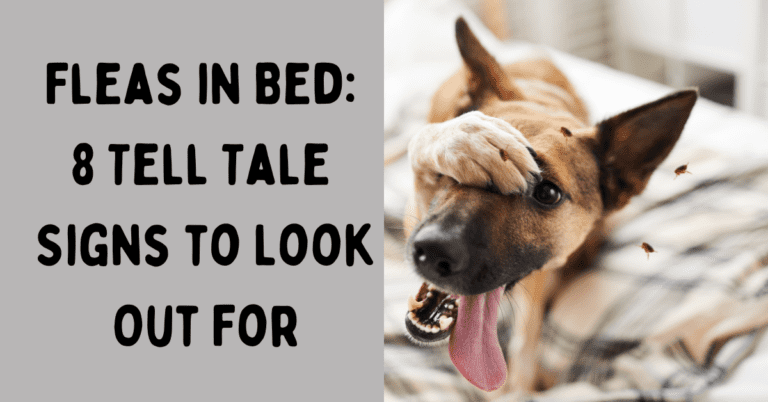 Fleas in Bed: 8 Tell Tale Signs to Look Out For