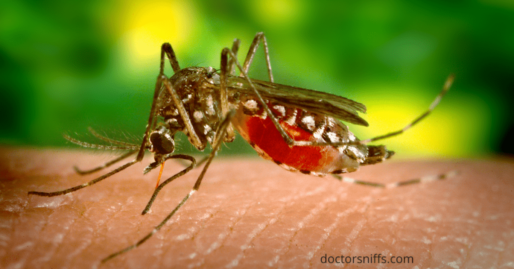 up close of Mosquito filling up on blood (Can a mosquito bite through clothing?)