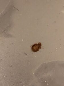 upside down dead bed bug