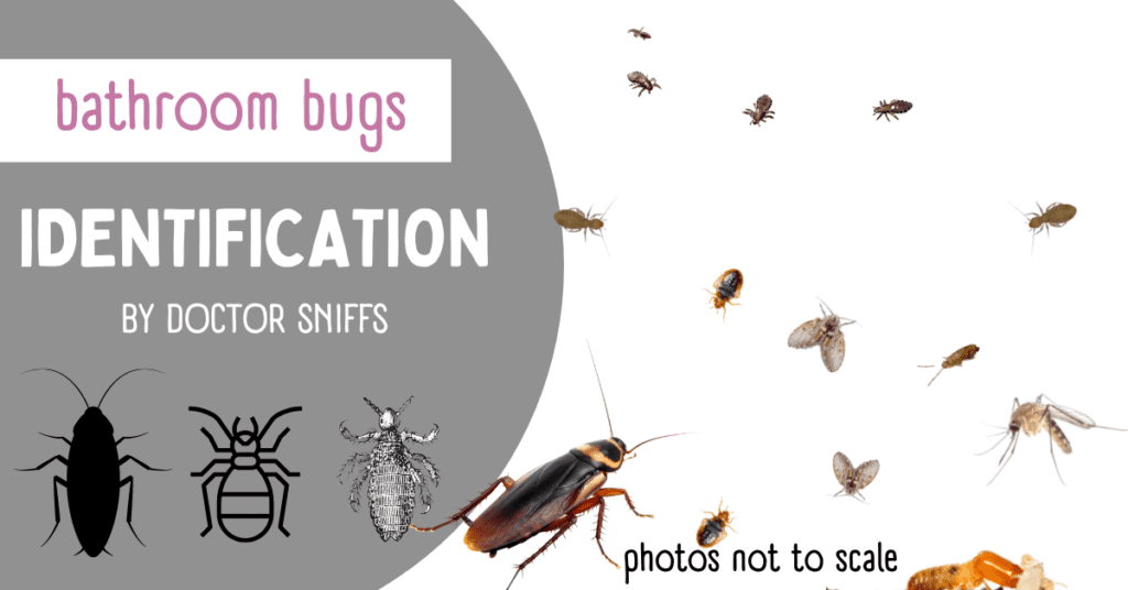 Bathroom Bugs Identification