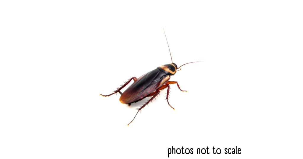 Bathroom Bugs_ American Roaches