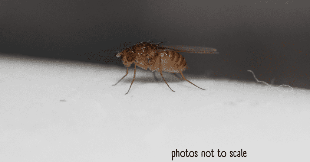 Bathroom Bugs - fruit flies