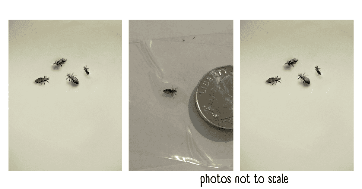 Bathroom Bugs Identification 15 Bugs You'll See in a Bathroom