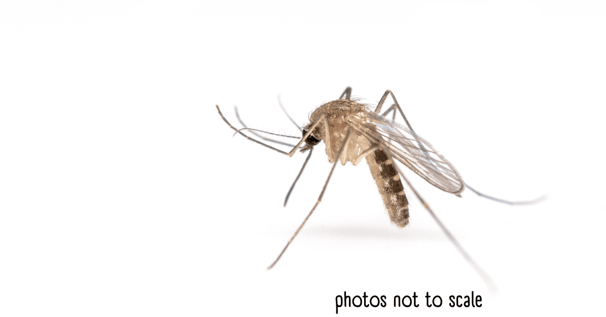 Bathroom Bugs Identification 15 Bugs You'll See in a Bathroom