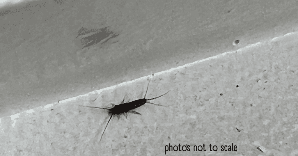 Bathroom Bugs Identification 15 Bugs You Ll See In A Bathroom   Bathroom Bugs  Silverfish 1024x536 