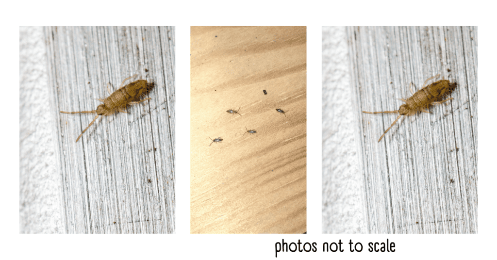 Bathroom Bugs identification - springtails