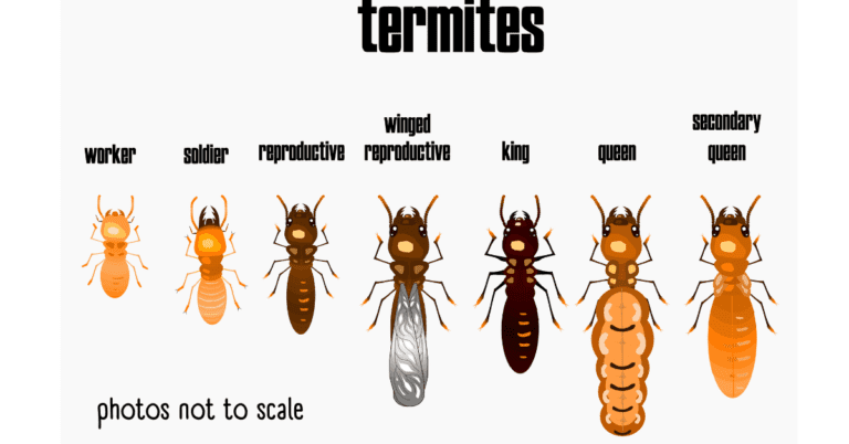 Bathroom Bugs Identification - 15 Bugs You'll See in a Bathroom