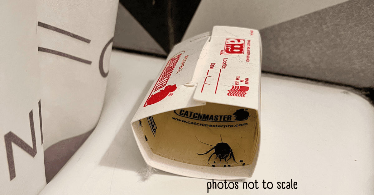 Bathroom Bugs Identification 15 Bugs You'll See in a Bathroom