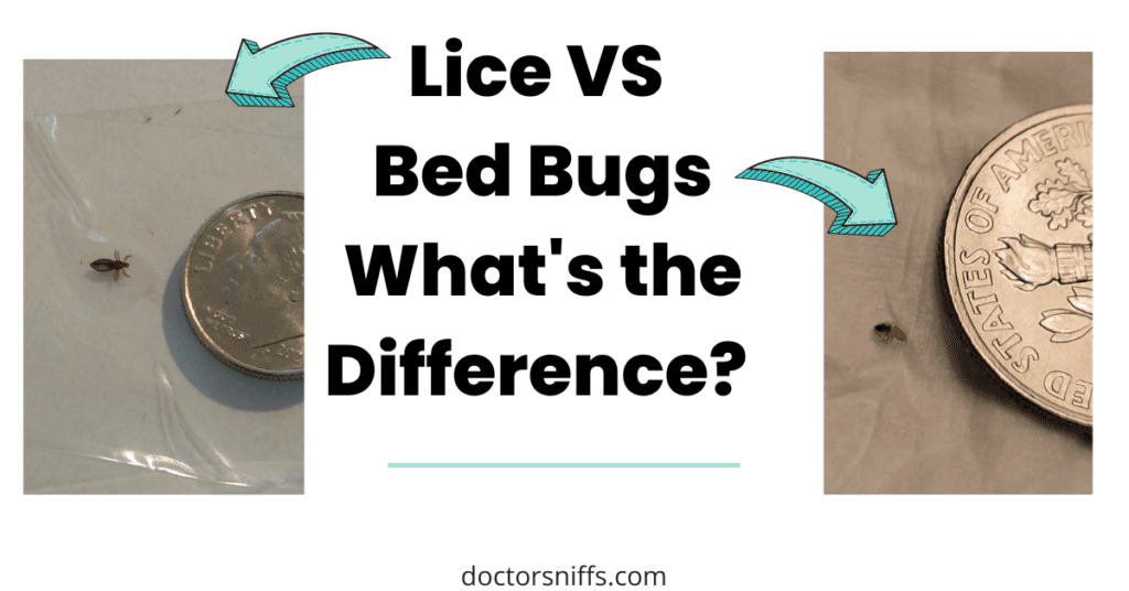 Lice VS Bed Bugs - next to a dime