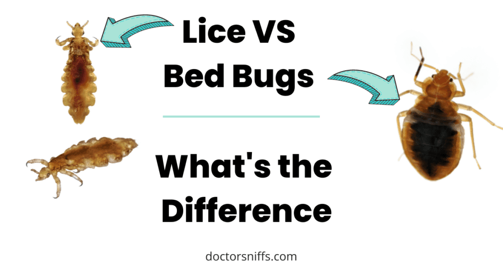 Lice VS Bed Bugs What's the difference?