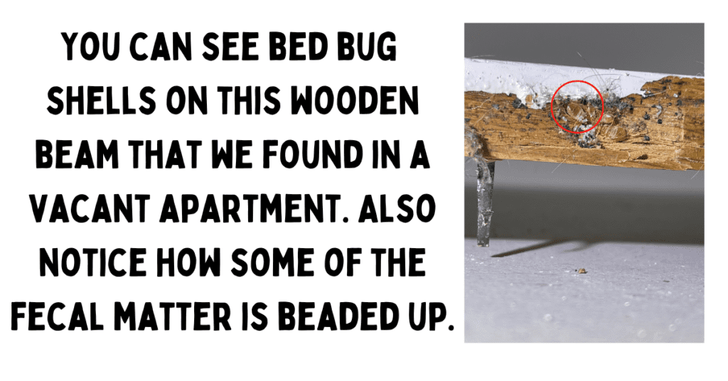 Signs of bed bugs on wood - shed skins
