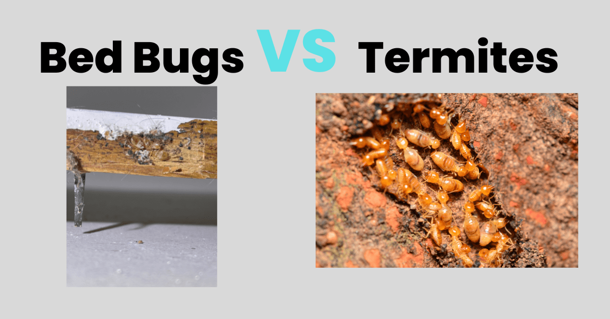 Bed Bugs vs Termites Can Termites Get In Your Bed?