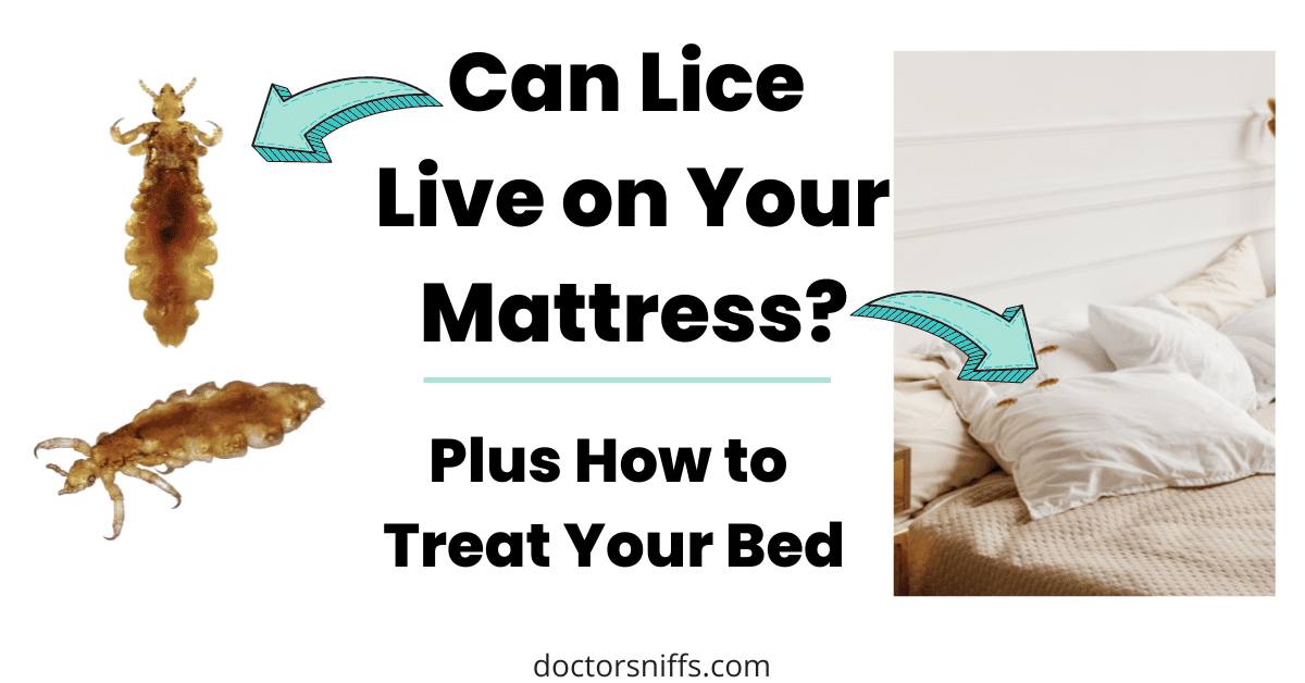 can lice get on your mattress