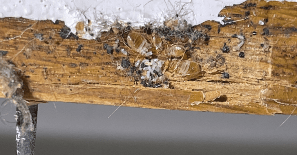 do bed bugs live on wood