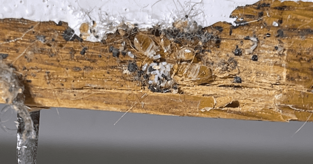 Do Bed Bugs Live in Wood? (Can Bed Bugs Live on Furniture?)