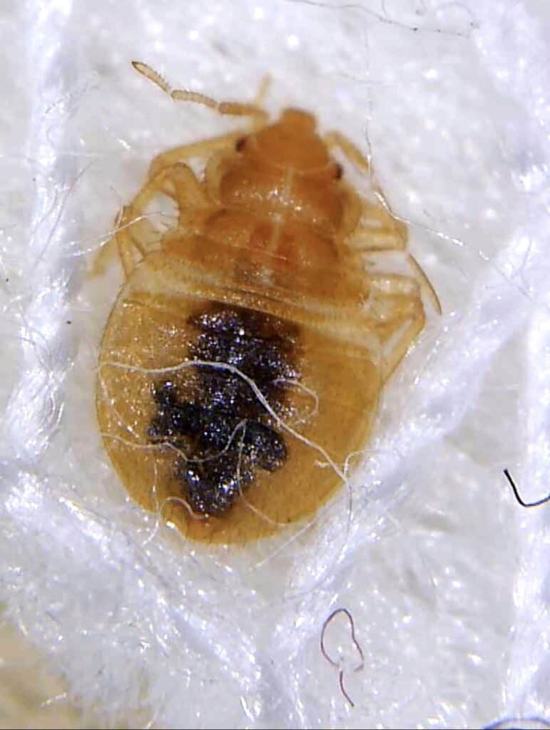 unfed baby bed bug