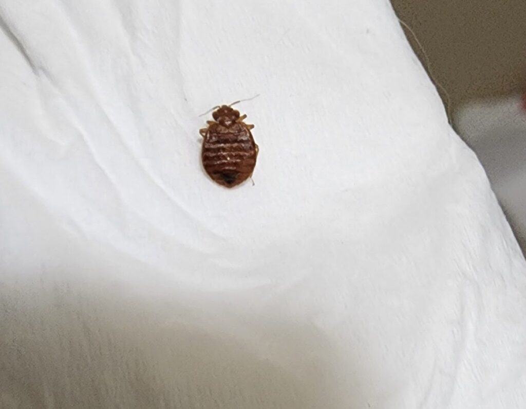 What do unfed bed bugs look like?