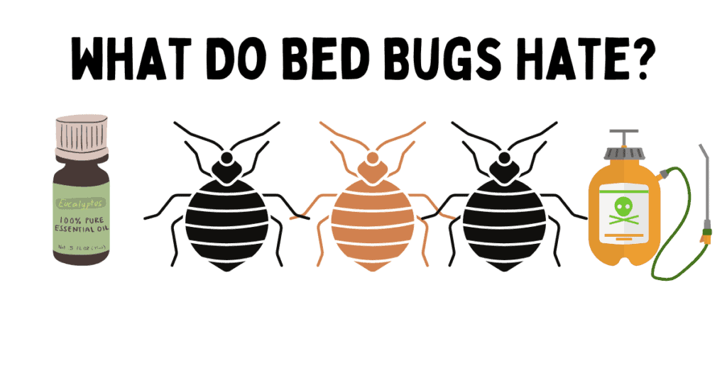 what scents repel bed bugs, what do bed bugs hate