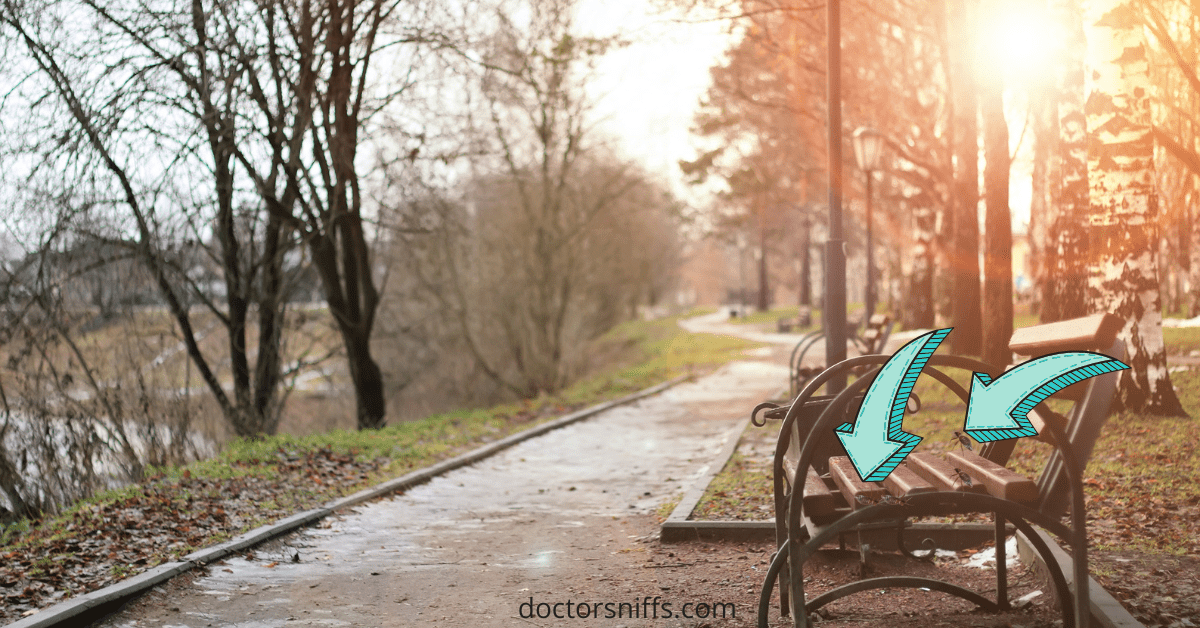 Can Bed Bugs Come in From Outside? (Do They Live Outside?)