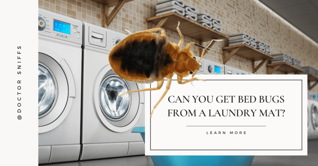 Can You Get Bed Bugs From A Laundry Mat