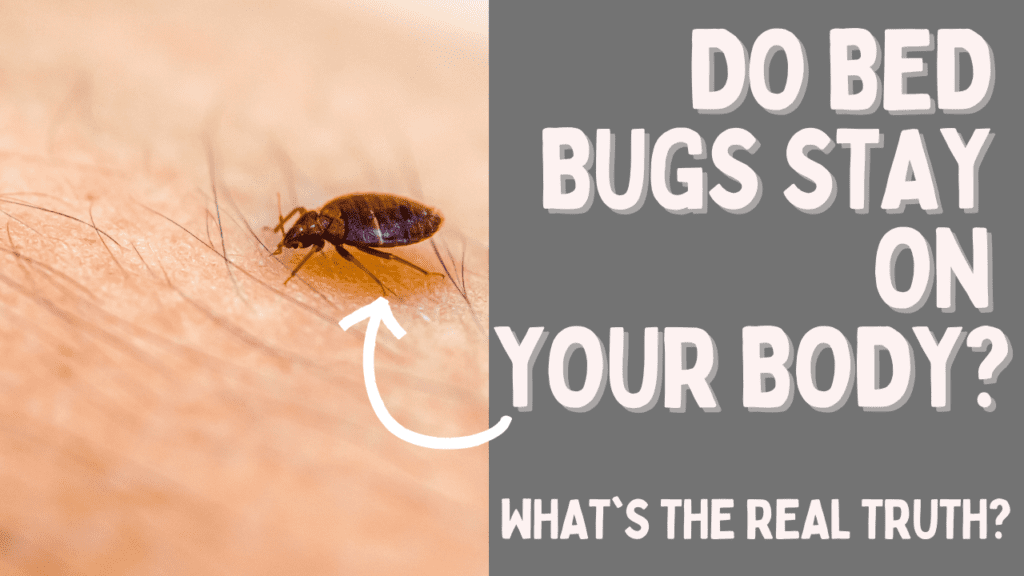 Do Bed Bugs Stay On Your Body?