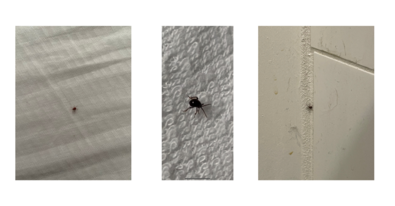 What Is A Spider Beetle And What To Do If You See One Spider Beetle 3 Real Life Examples 768x402 