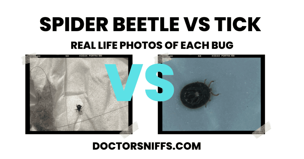 spider beetle vs tick