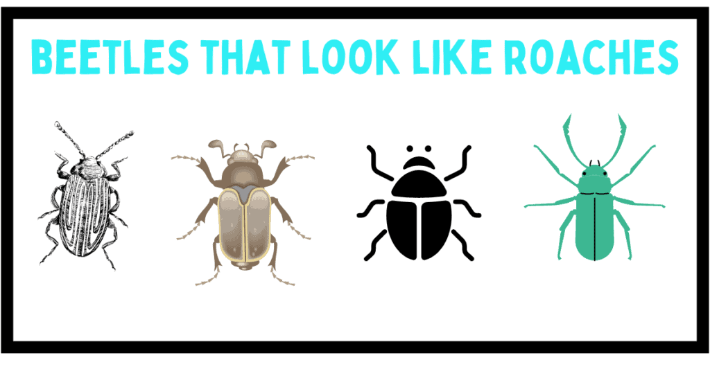 Beetles that look like roaches