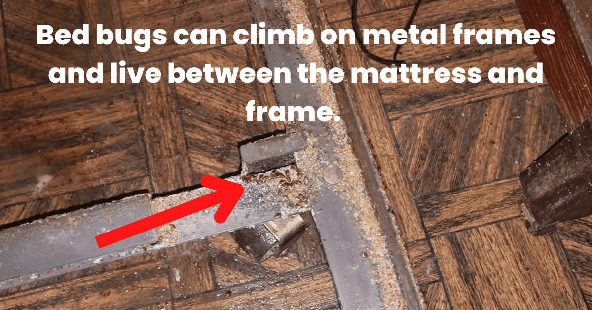 Can Bed Bugs Climb on Metal? Does a Metal Frame Stop Them?