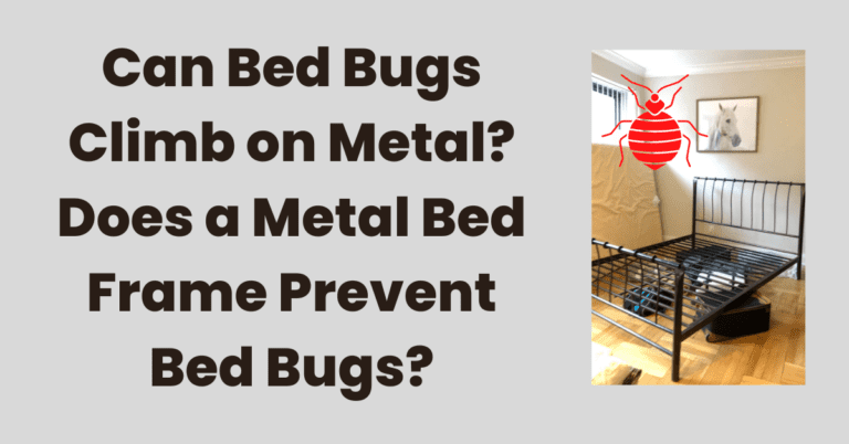 Can Bed Bugs Climb on Metal? Does a Metal Frame Stop Them?