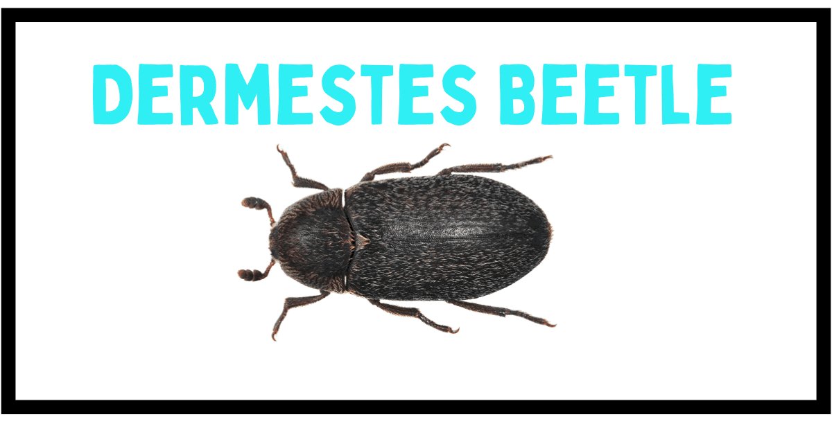 10 Beetles That Look Like Roaches (With Photos)