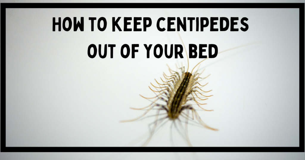How to keep centipedes out of your bed