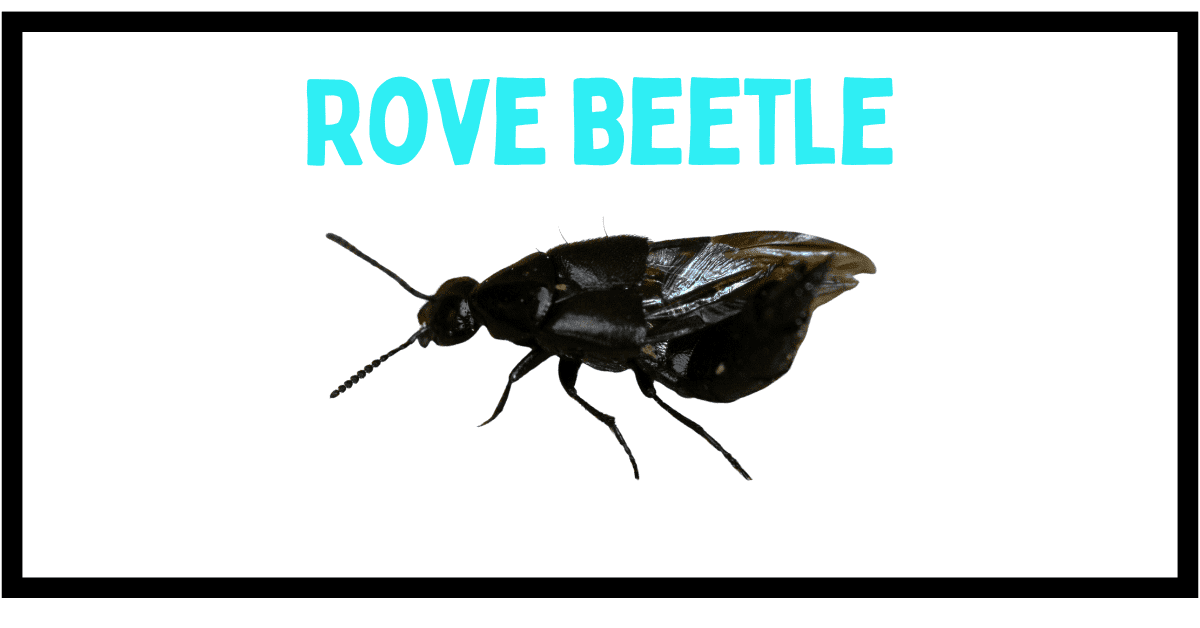 10 Beetles That Look Like Roaches (With Photos)