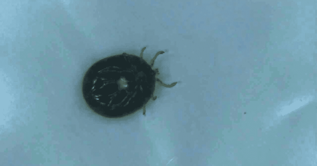 Examples of Tiny Black Bugs That Look Like Poppy Seeds