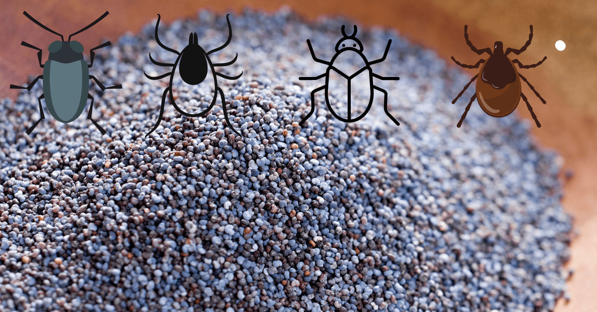 Easy Ways to Identify Tiny Black Bugs in Kitchen