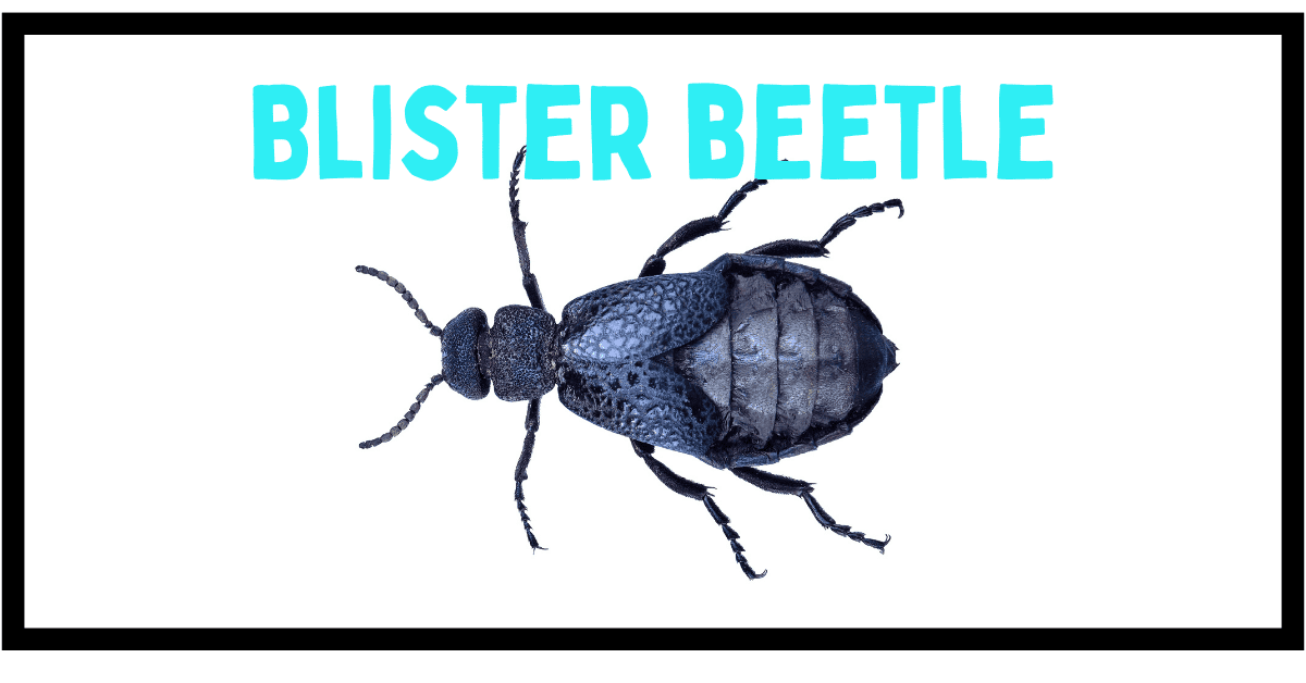 10 Beetles That Look Like Roaches (With Photos)