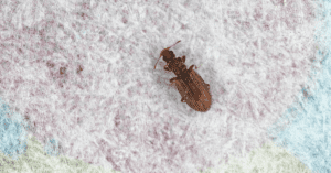 minute brown scavenger beetle - Tiny black bugs that look like seeds bugs