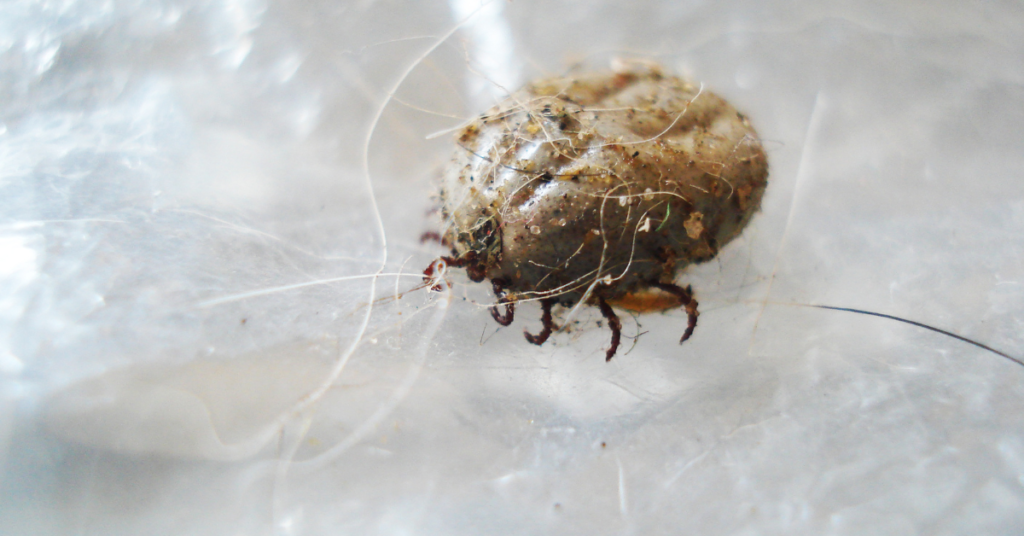 Examples of Tiny Black Bugs That Look Like Poppy Seeds