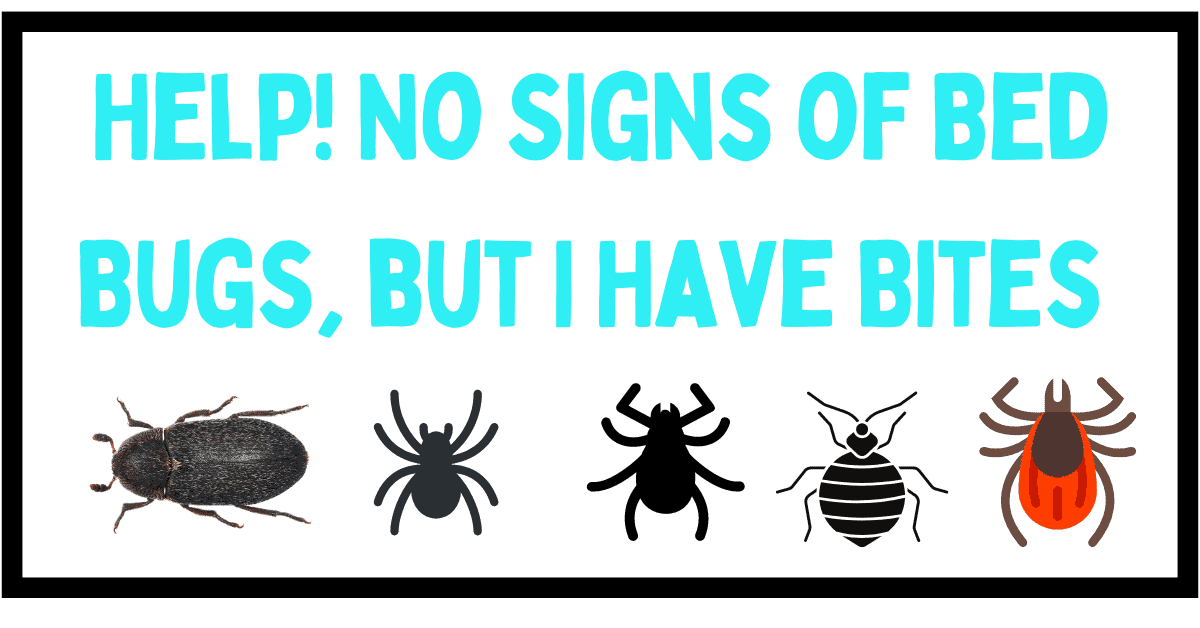 Help No Signs Of Bed Bugs But I Have Bites   No Signs Of Bed Bugs But I Have Bites 