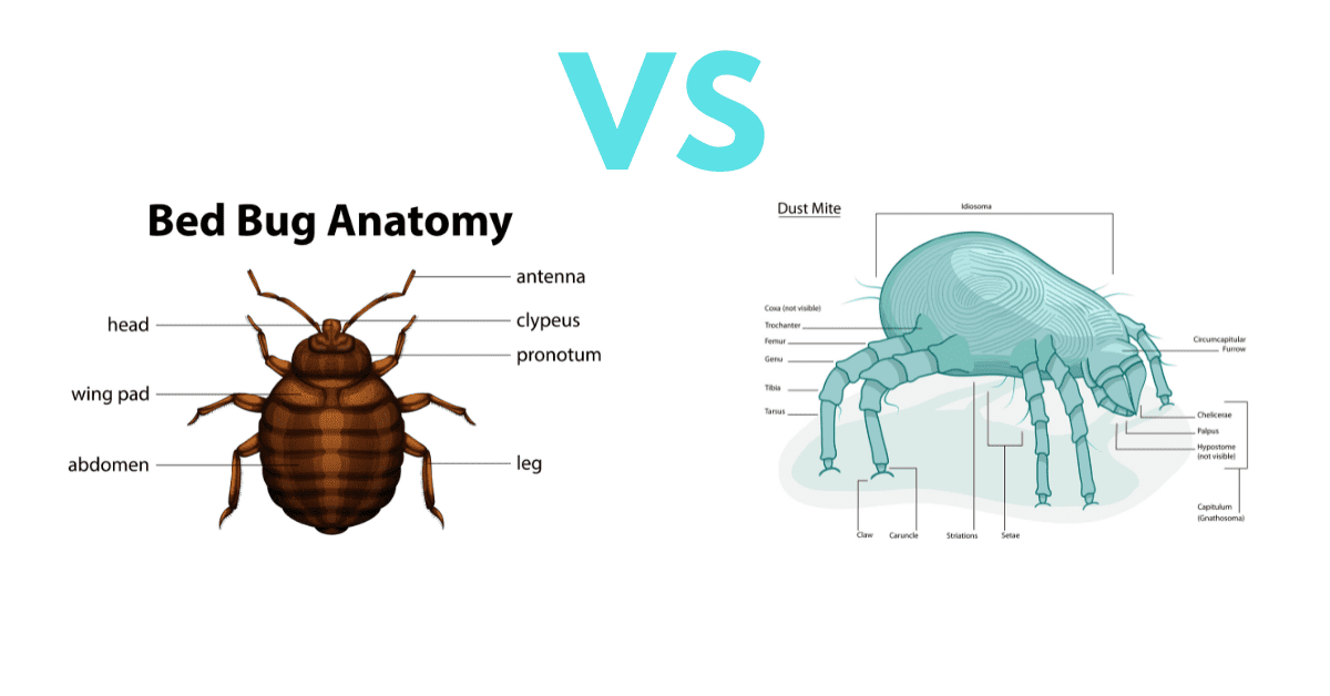 Dust Mites VS Bed Bugs A Complete Guide with Photos