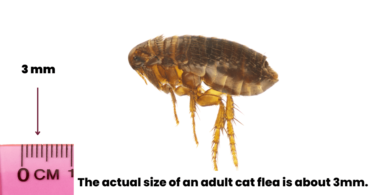 Can You See Fleas? A Complete Guide on Flea Size