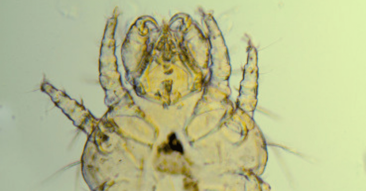 10 Examples of Mites That Bite Humans and Pets