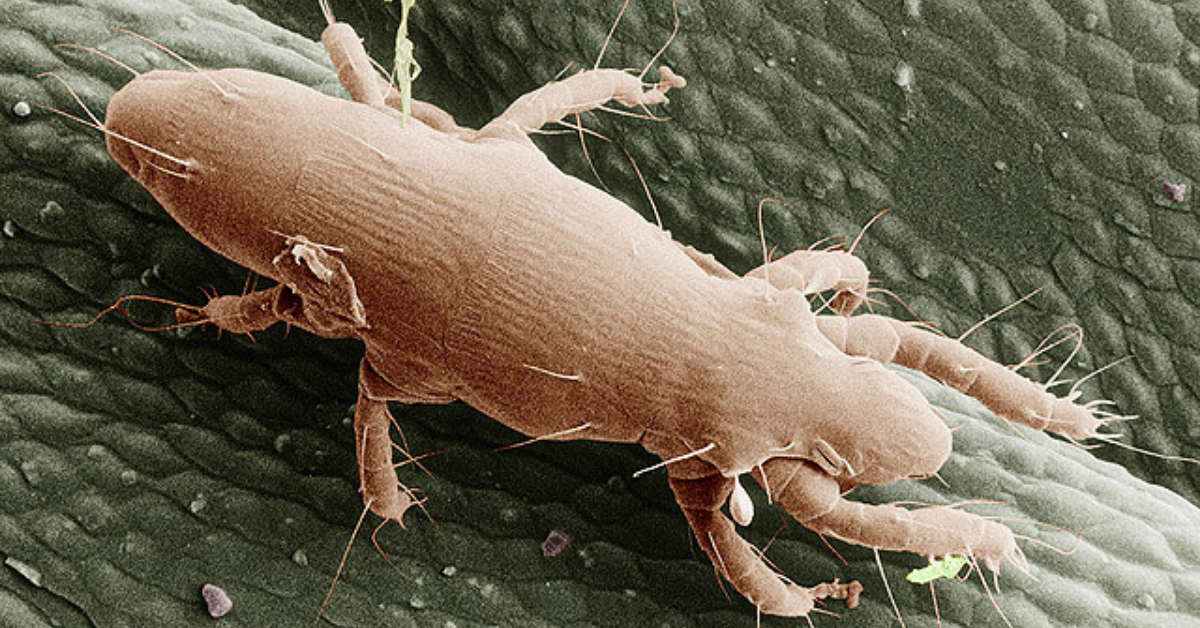 10 Examples of Mites That Bite Humans and Pets